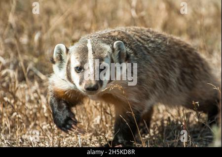 Porträt eines amerikanischen Dachs (Taxidea Taxus), der auf einem trockenen Grasfeld läuft; Yellowstone-Nationalpark, Vereinigte Staaten von Amerika Stockfoto