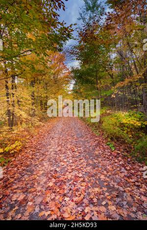 Im Herbst in den Laurentides, Quebec, Kanada, ist die von Bäumen gesäumte Feldstraße mit gefallenen Ahornblättern bedeckt Stockfoto