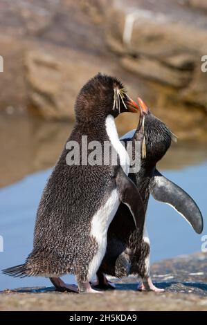 Zwei südliche Steintrichter-Pinguine (Eudytes chrysocome) in einem Wertungsritual; Falklandinseln, Antarktis Stockfoto