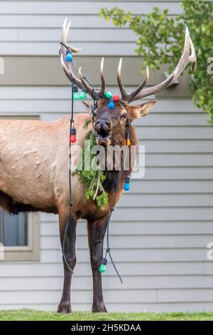 Nahaufnahme eines Bullenelks (Cervus canadensis) mit Weihnachtslichtern in seinem Geweih vor einem Haus in Mammoth Hot Springs im Yellowstone Na... Stockfoto