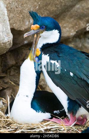 Paar blauäugige Fetzen (Phalacrocorax atriceps), die liebevoll in den Felsen entlang der Küste umwerben und nisten; Antarktis Stockfoto