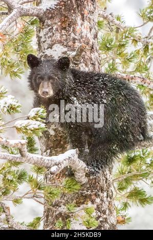 Porträt eines amerikanischen Schwarzbären-Jungen (Ursus americanus) beim Blick auf die Kamera und beim Besteigen einer weißbark-Kiefer (Pinus albicaulis) im Yellowstone Na... Stockfoto