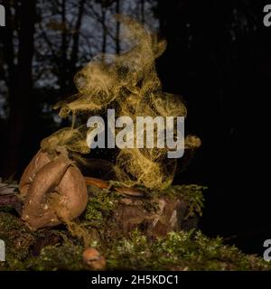 Ilkley, Yorkshire UK, 10. November 2021 - der Fotograf fängt Sporen ein, die an einem stillen Herbsttag im Wald aus einem gewöhnlichen Puffball (auch bekannt als die Teufelsschnupfbox) freigesetzt werden (man könnte sogar die Drachenpareidolie sehen, die wie ein Genie erscheint!). Quelle: Rebecca Cole/Alamy Live News Stockfoto