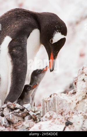 Der Erwachsene Gentoo-Pinguin (Pygoscelis papua) mit seinen zwei Küken, die in den Felsen brüten; Antarktische Halbinsel, Antarktis Stockfoto