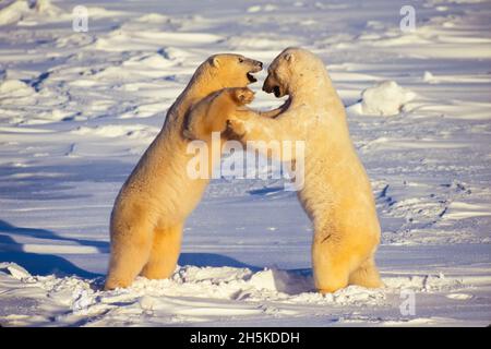 Zwei Eisbären (Ursus maritimus), die im Schneetreiben stehen; Hudson's Bay, Manitoba, Kanada Stockfoto