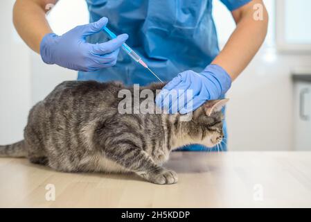 Weibliche Tierärztin gibt einer Katze eine Injektion Stockfoto