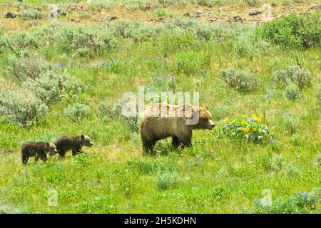 Braunbär-Sau (Ursus arctos), gefolgt von ihren zwei Jungen, die durch eine Wiese wandern; Yellowstone National Park, Vereinigte Staaten von Amerika Stockfoto