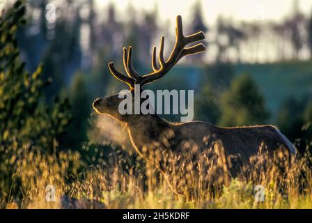 Porträt eines Bullen Rothirsches (Cervus elaphus), der im hohen Gras auf der Nahrungssuche ist, wobei sein Atem bei Sonnenaufgang in der kalten Morgenluft sichtbar ist Stockfoto