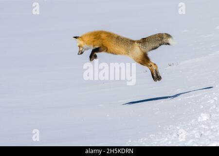 Ein Rotfuchs (Vulpes vulpes), der nach Mäusen und anderen Nagetieren jagt, springt in die Luft, um an einem sonnigen Wintertag versteckt unter dem Schnee auf seine Beute zu stürzen Stockfoto