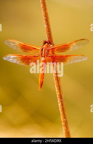 Orangefarbene Libelle, Flammenabschäumer (Libellula saturata) auf einem Stock; Vereinigte Staaten von Amerika Stockfoto