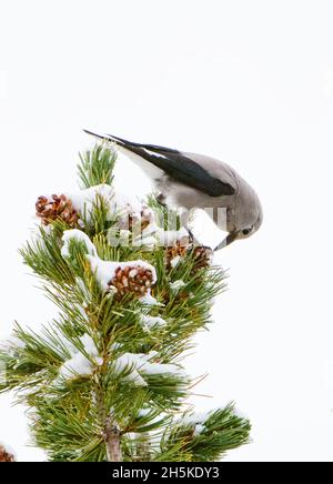 Nahaufnahme von Clarks Nussknacker (Nucifraga columbiana), der sich auf schneebedeckten Pinienzapfen ernährt; Yellowstone-Nationalpark, USA Stockfoto