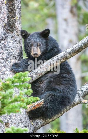 Porträt eines amerikanischen Schwarzbären-Jungen (Ursus americanus), der im Yellowstone-Nationalpark die Kamera anschaut und einen Baum klettert. Die amerikanische schwarze ... Stockfoto