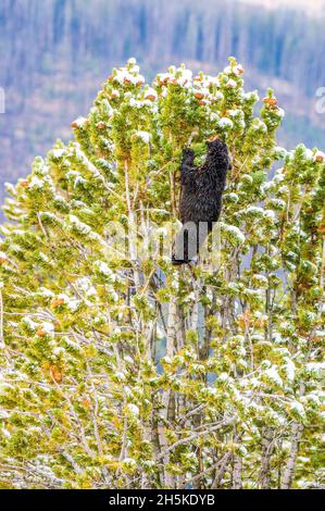 Amerikanischer Schwarzbär (Ursus americanus) klettert bis zur Spitze einer schneebedeckten weißbark-Kiefer (Pinus albicaulis), um die nahrhafte Kegel... Stockfoto