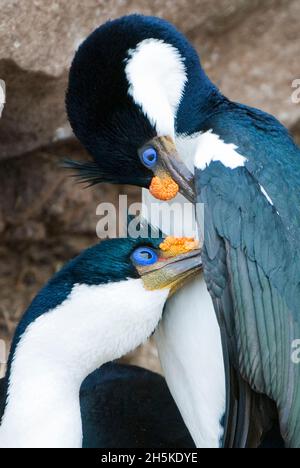 Paar blauäugige Fetzen (Phalacrocorax atriceps), die liebevoll in den Felsen entlang der Küste umwerben und nisten; Antarktis Stockfoto