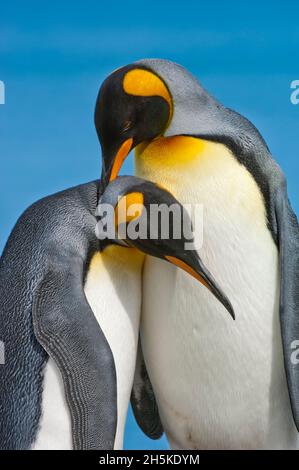 Nahaufnahme von zwei Königspinguinen (Aptenodytes patagonicus), die sich beim Paarungsritual mit dem Hals umarmen; Südgeorgien-Insel, Antarktis Stockfoto