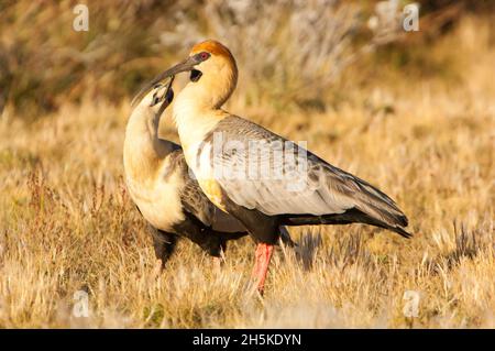 Schwarzgesichtige Ibisse (Theristicus melanopis), die auf einem grasbewachsenen Feld stehen und Küken füttern; Patagonien, Argentinien Stockfoto