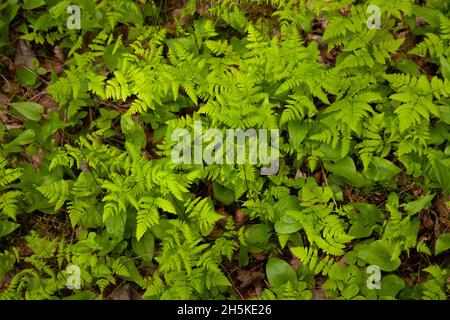 Frisches und grünes westliches Oakfern, Gymnocarpium dryopteris, das an einem Frühlingstag in Estland und Nordeuropa auf einem Waldboden wächst. Stockfoto