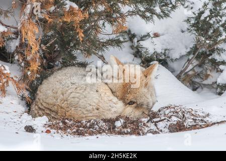 Ein verschlafter Kojote (Canis latrans) rollte sich in einer Kugel unter einem Baum im Schnee zusammen und guckte auf die Kamera Stockfoto