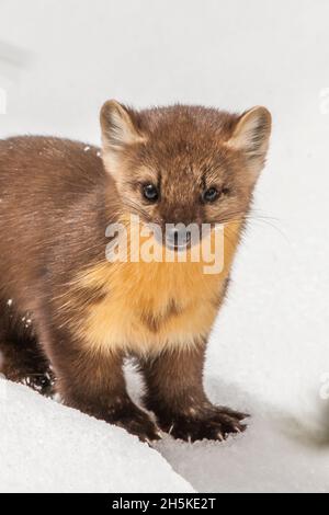 Porträt eines amerikanischen Marder (Martes americana), der im Winter im Schnee steht und die Kamera anschaut Stockfoto