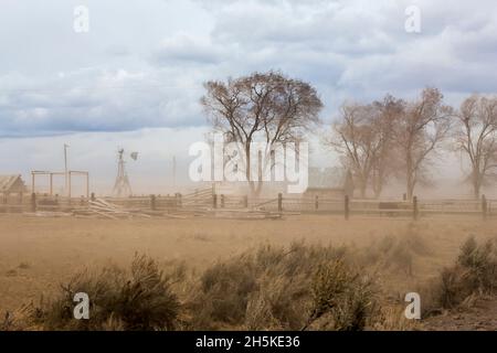 Staubsturm auf Ranch mit Baumwollwäldern (Populus deltoides) entlang eines Holzzauns und in Harney County; Oregon, USA Stockfoto