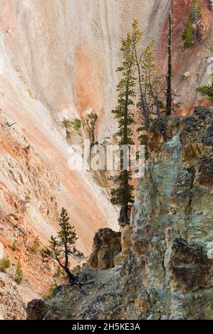 Lodgepole-Kiefern (Pinus contorta) und Farbwechsel an den Canyon-Klippen im Grand Canyon des Yellowstone National Park Stockfoto