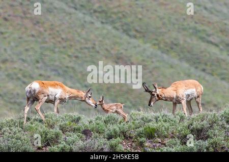 Die Schabrackenantilope (Antilocapra americana) und ihr neugeborenes Rehkitz stehen auf einem Feld von Sageburst-Nuzzling, während der Schabrackenantilope-Buck aus dem Schabrackenhorn zuschaut Stockfoto