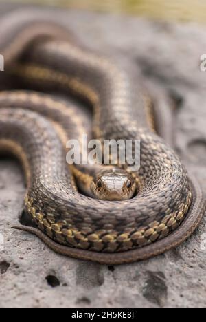 Nahaufnahme einer wandernden Strumpfschlange (Thamnophis elegans); Yellowstone-Nationalpark, Vereinigte Staaten von Amerika Stockfoto