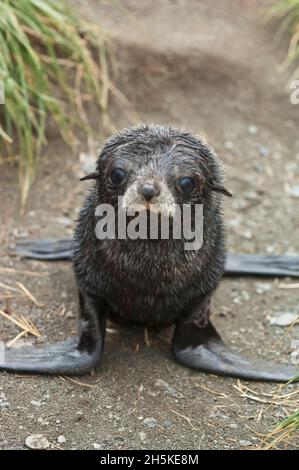 Porträt eines antarktischen Robbenhaufens (Arctocephalus gazella) beim Blick in die Kamera; Südgeorgien-Insel, Antarktis Stockfoto