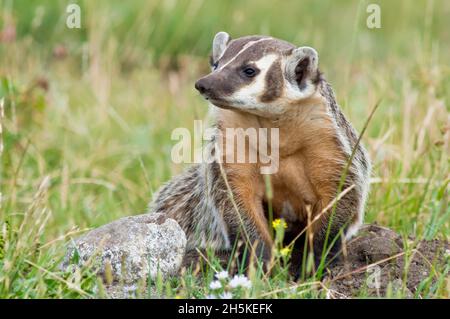 Porträt eines amerikanischen Dachs (Taxidea Taxus), der neben einem Felsen auf einer Graswiese sitzt; Yellowstone National Park, Wyoming, Vereinigte Staaten von Amerika Stockfoto