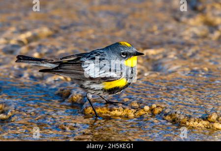 Nahaufnahme eines Gelbwurmsänger Audubon's (Dendroica coronata), der in den thermischen Abflusskanälen von Mammoth Hot Springs nach Nahrung sucht Stockfoto