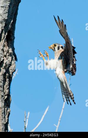 Porträt eines jungen amerikanischen Turmfalken (Falco sparverius), der in einem Schmalblatt-Baumwollholz (Populus angustifolia) mit Futter im Mund zum Nest fliegt Stockfoto