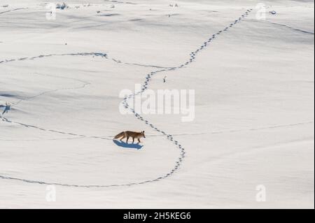 Rotfuchs (Vulpes vulpes), der durch eine verschneite Landschaft geht und Spuren macht und unter den Schneeverwehungen nach Beute lauscht Stockfoto