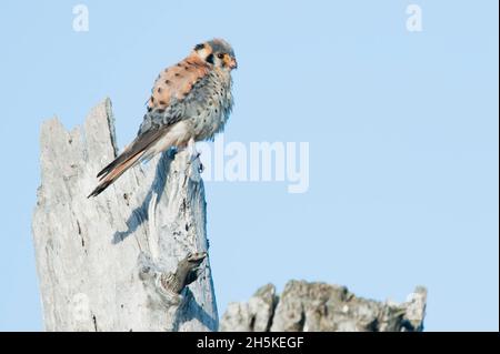 Porträt eines amerikanischen Turmfalken (Falco sparverius), der auf einem schmalen Baumwollholzstumpf (Populus angustifolia) mit blauem Himmel sitzt Stockfoto