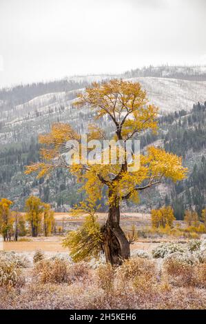 Gelbes Herbstlaub eines schmalen Baumwollholzbaums (Populus angustifolia) in einer frostbedeckten Landschaft auf dem offenen Gelände im Lamar-Tal Stockfoto