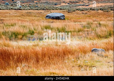 Getrocknetes Gras und Sägeburten im Herbst gefärbtes Feld mit Gletschersprungfelsen im Lamar-Tal Stockfoto