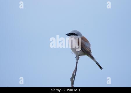 Der sehenswerte songbird-Rotbarsch Lanius collurio hockte an einem Frühlingsabend in Estland, Nordeuropa, auf einem kleinen Zweig. Stockfoto