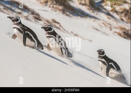 Magellanpinguine (Spheniscus magellanicus), die einen sandigen Hang hinaufgehen; Falklandinseln, Antarktis Stockfoto