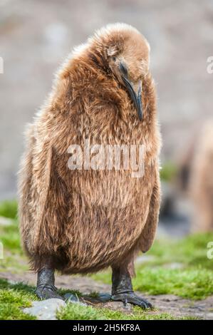 Nahaufnahme des einschlafenden jungen Königspinguins (Aptenodytes patagonicus); Südgeorgien-Insel, Antarktis Stockfoto