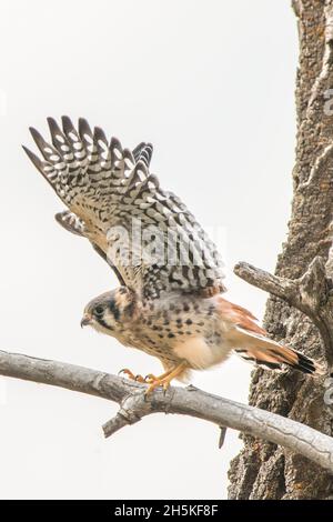 Porträt eines jungen amerikanischen Turmfalken (Falco sparverius), der mit offenen Flügeln auf einem Ast eines Schmalblatt-Baumwollholzes (Populus angustifolia) steht Stockfoto