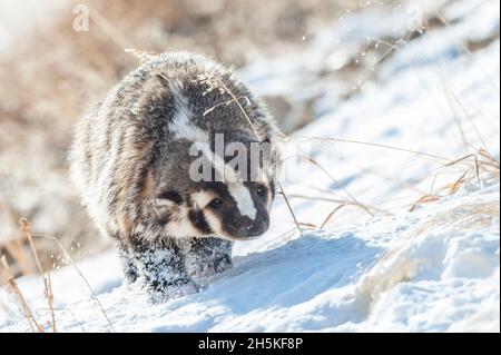 Porträt eines amerikanischen Dachs (Taxidea Taxus), der im Winter auf dem schneebedeckten Gras entlang geht; Yellowstone-Nationalpark, USA Stockfoto