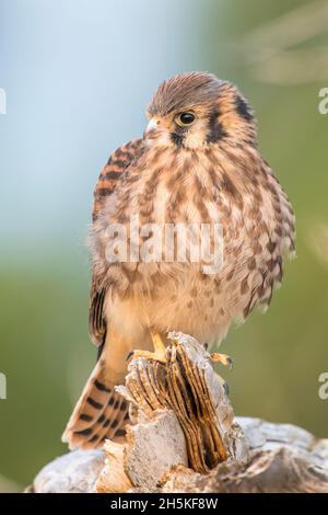 Porträt eines jungen amerikanischen Turmfalken (Falco sparverius), der auf einem Baumstumpf aus Baumwollholz (Populus angustifolia) thront und die Kamera anschaut Stockfoto