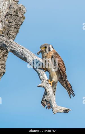 Porträt eines amerikanischen Turmfalken (Falco sparverius), der auf einem toten Ast eines Schmalblatt-Baumes aus Baumwollholz (Populus angustifolia) mit einem... Stockfoto