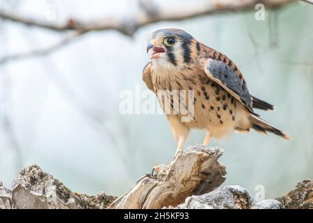 Porträt eines jungen amerikanischen Turmfalken (Falco sparverius), der auf einem schmalen Baumwollholzstumpf (Populus angustifolia) mit offenem Mund sitzt ... Stockfoto