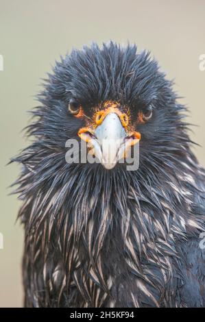 Nahaufnahme Porträt einer gestreifte Karakara (Phalcoboenus australis) beim Blick auf die Kamera; Falklandinseln, Antarktis Stockfoto