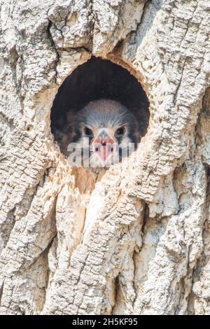 Junger amerikanischer Turmfalken (Falco sparverius), der aus der inneren Nisthöhle in einem schmalen Baumwollholzbaum (Populus angustifolia) mit Maul... Stockfoto