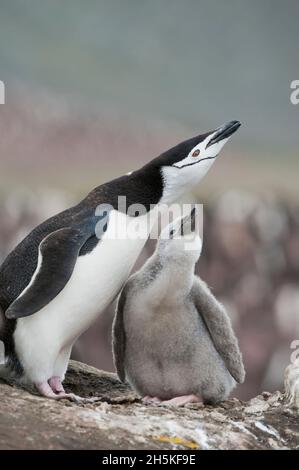 Kinnriemen Pinguin (Pygoscelis antarcticus) Erwachsene und Küken am Nest rufen zusammen; Antarktis Stockfoto