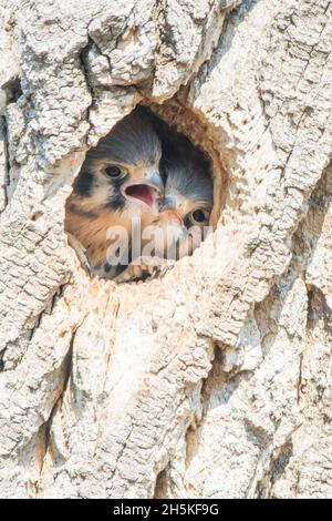 Ein Paar junger amerikanischer Turmfalken (Falco sparverius), die aus einem Nisthöhle in einem schmalen Baumwollbaumholz (Populus angustifolia) herausgucken... Stockfoto