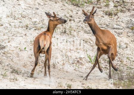 Junge Elche (Cervus canadensis) mit neu gebildeten Samtgeweihen, die im Sand herumspringen, spielen kämpfen Stockfoto