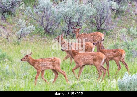 Eine Gruppe junger Elchkälber (Cervus canadensis), die auf einer Graswiese durch den Weidenbaum wandern; Yellowstone-Nationalpark, USA Stockfoto