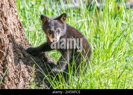 Porträt eines amerikanischen Schwarzbären-Jungen (Ursus americanus), das im Gras neben einem Douglas-Tannenstamm (Pseudotsuga menziesii) in Yellowst sitzt... Stockfoto